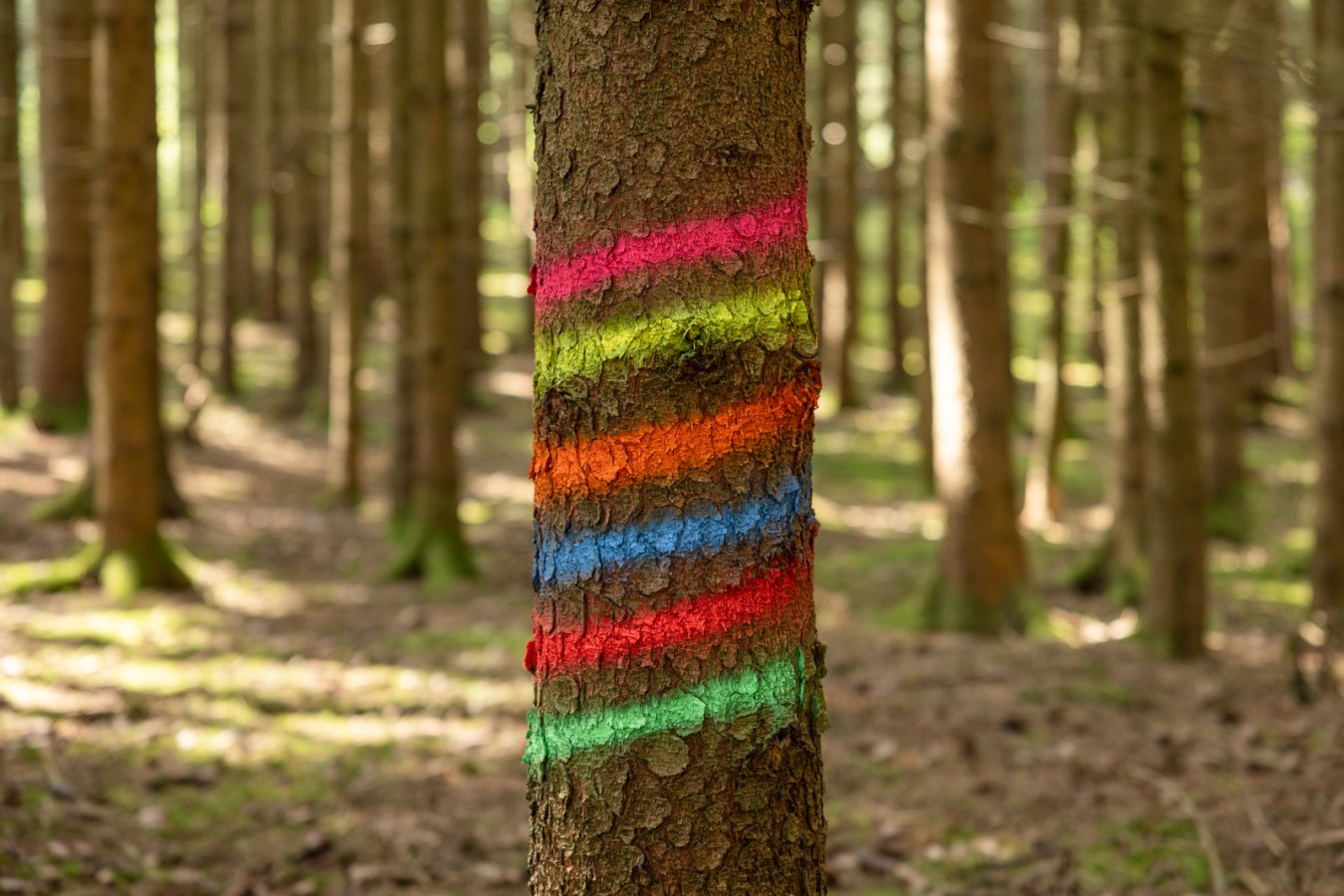 KERBL Forstmarkierspray gelb